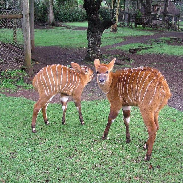 Mount Kenya Wildlife Conservancy Visit
