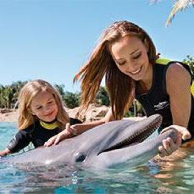 Grand Caymon Dolphin Encounter