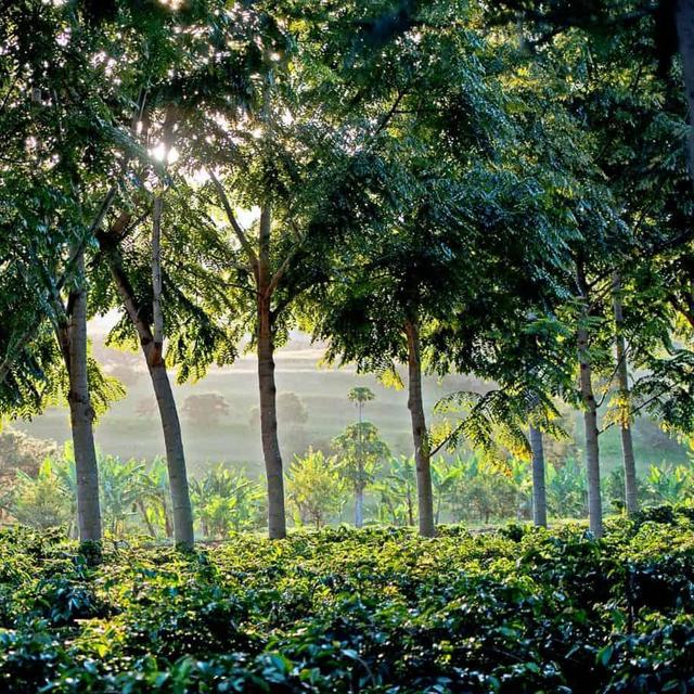 Coffee Tour in Arusha