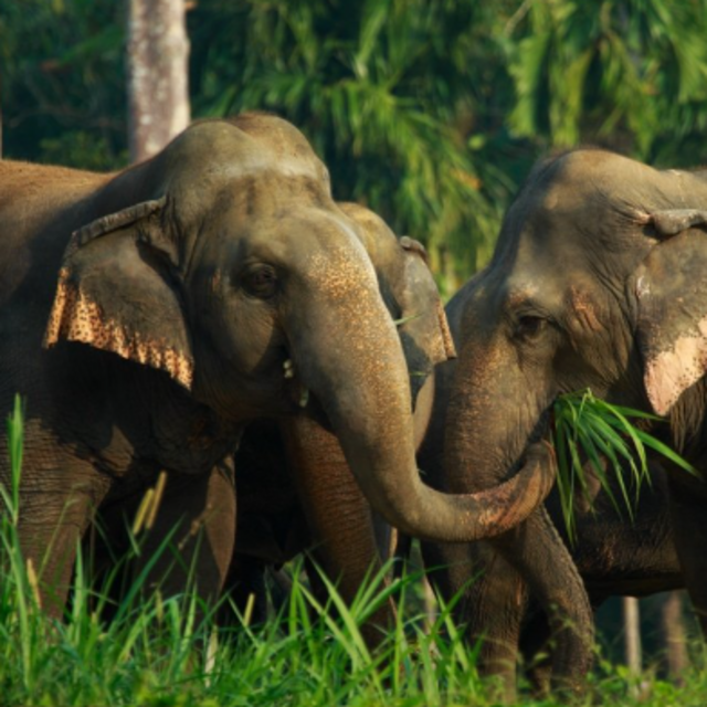 Elephant Excursion in Thailand