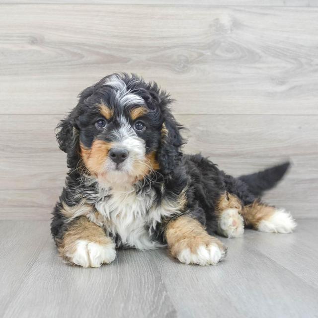 Puppy Fund
