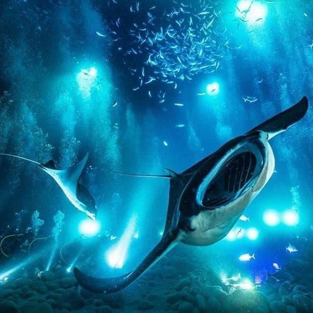 Honeymoon - Night Manta Ray Scuba Dive