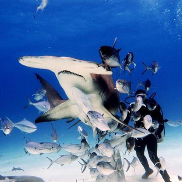 Honeymoon - Shark Diving