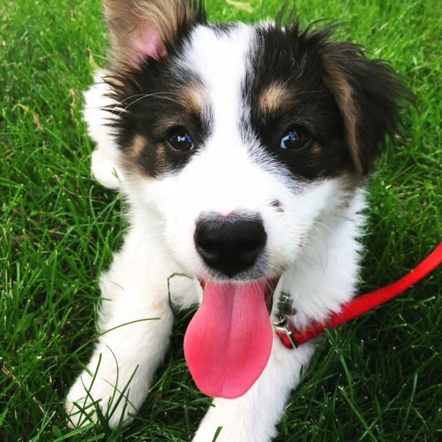 Doggie Daycare and Puppy Walks