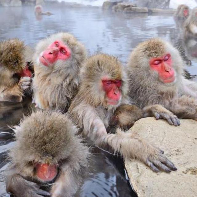 See the Snow Monkeys in Hakodate