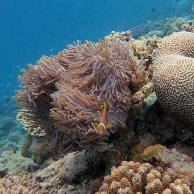 Half Day Haitang Bay Snorkeling Trip