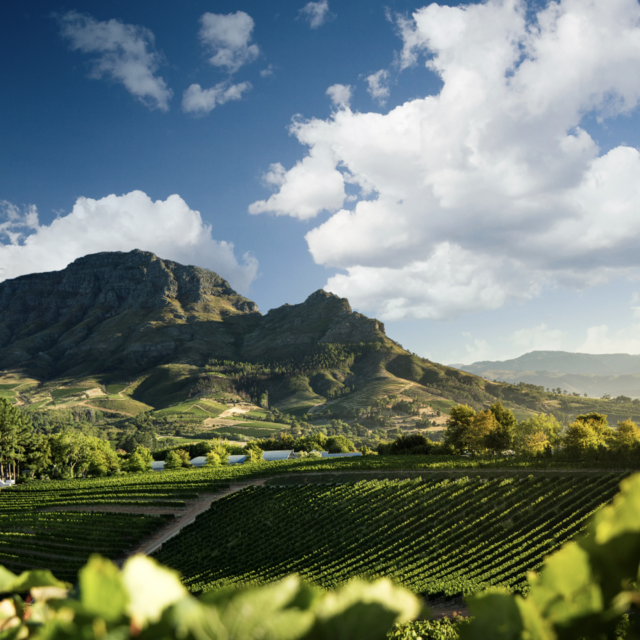 Wine Tasting in South Africa