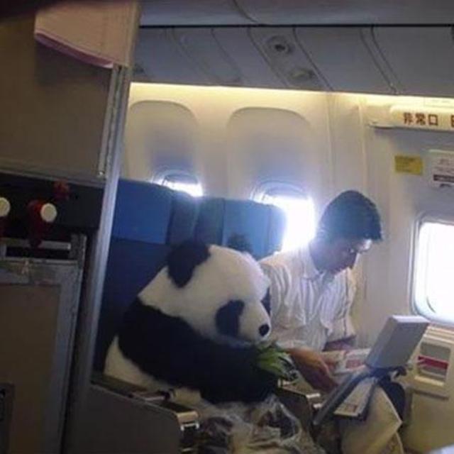 Round trip airfare to Japan