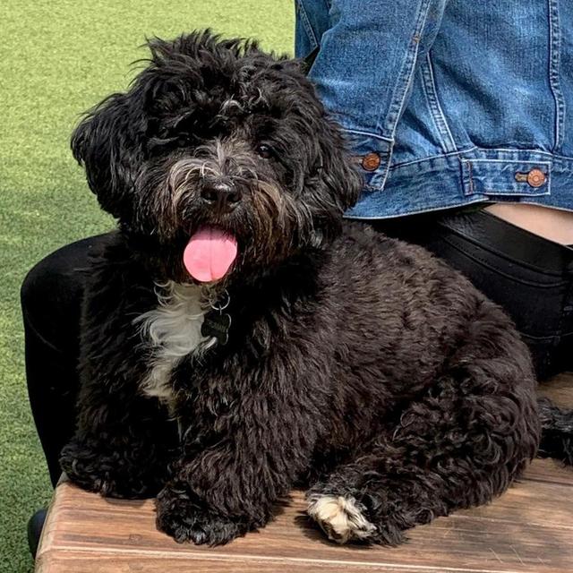 Good Boy Treats and Doggy Daycare