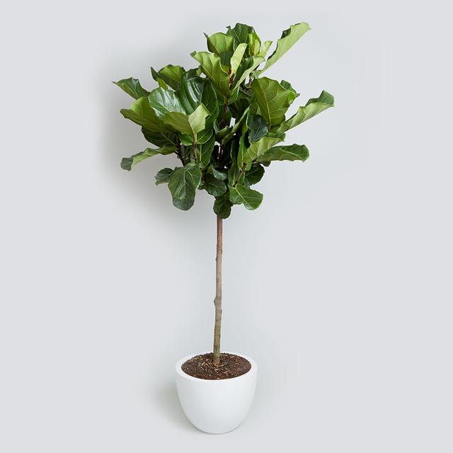 The Fiddle Leaf Fig