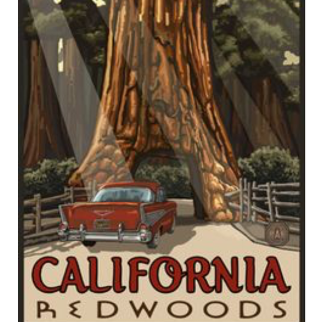 🌿 Honeymoon in the Redwoods 🌿