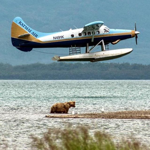 Katmai Grizzly Bear "Flightseeing"