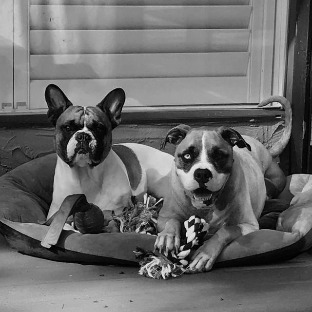 Apology dog toys for not bringing Moe and Eddie