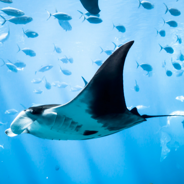 Swimmimg with Manta Rays