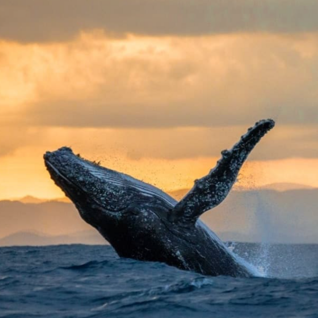 Whale Watching