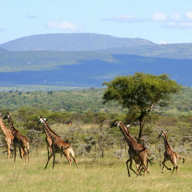 Honeymoon In South Africa and Mozambique