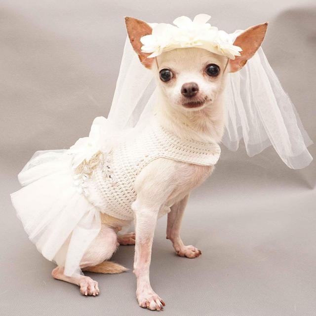 Massimo's life long dream Chihuahua Fund