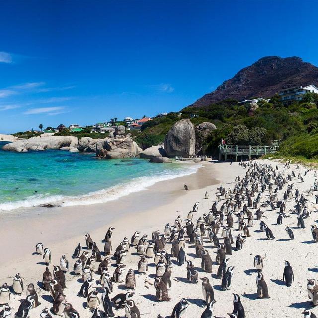 Cape Peninsula Daytrip