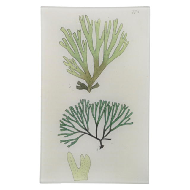 John Derian Sea Plant Tray