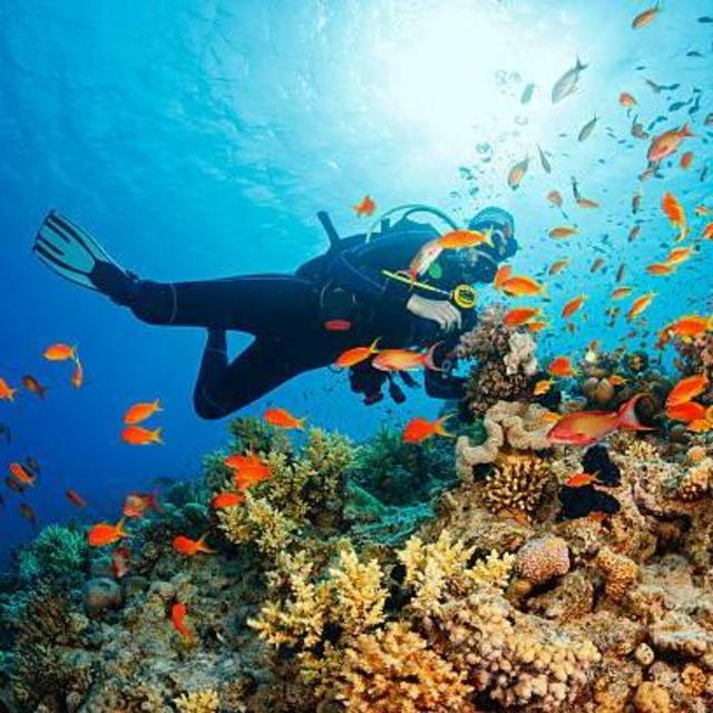 Marine Reserve Shallow Tank Dive