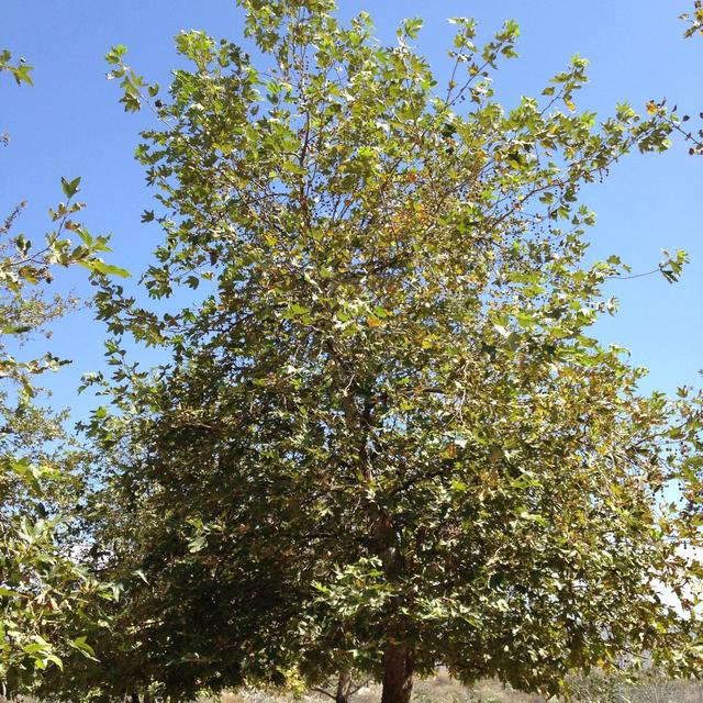 California Sycamore (Platanus racemosa) 48" box