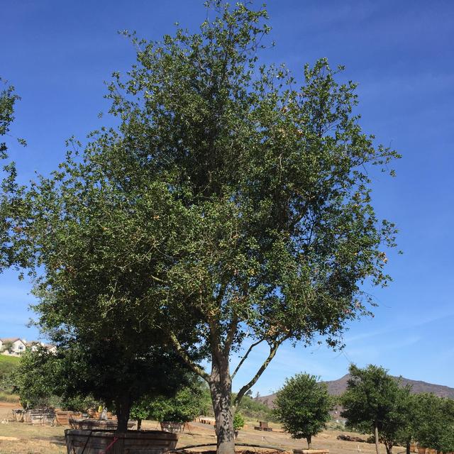 Coast Live Oak (Quercus agrifolia) 36" box