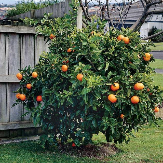 Citrus sinensis 'Washington Navel' Orange 24" Box