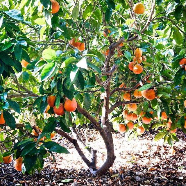 ‘Moro' Blood Orange 24" Box