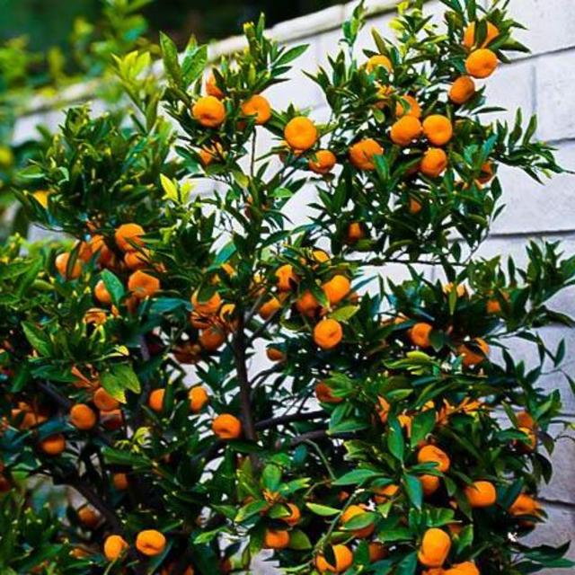 Citrus Mandarin 'Satsuma' 15 Gallon