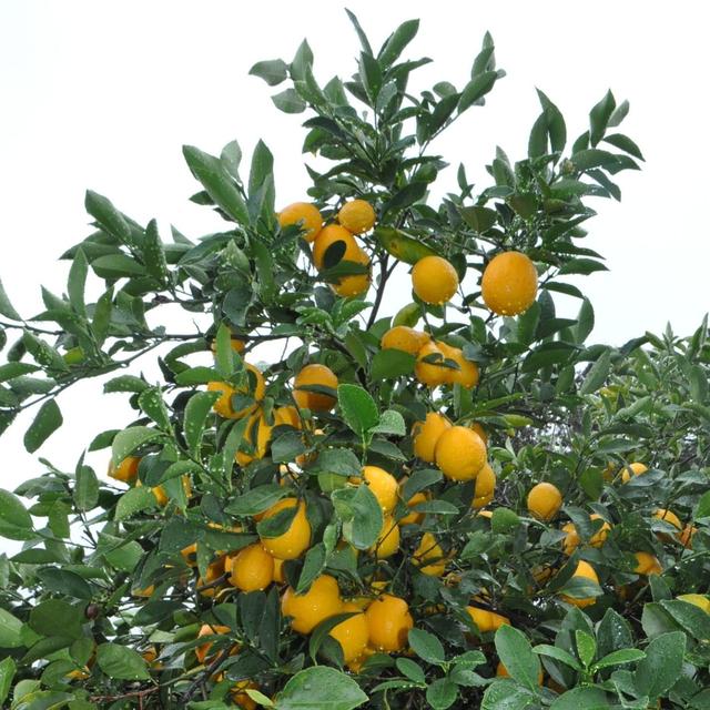 'Improved Meyer’ Lemon 15 Gallon