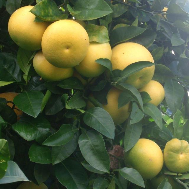 Grapefruit ‘Oro Blanco' 15 Gallon