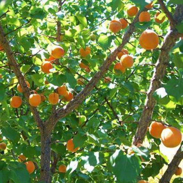 Apricot Tree ‘Katy’ 15 Gallon