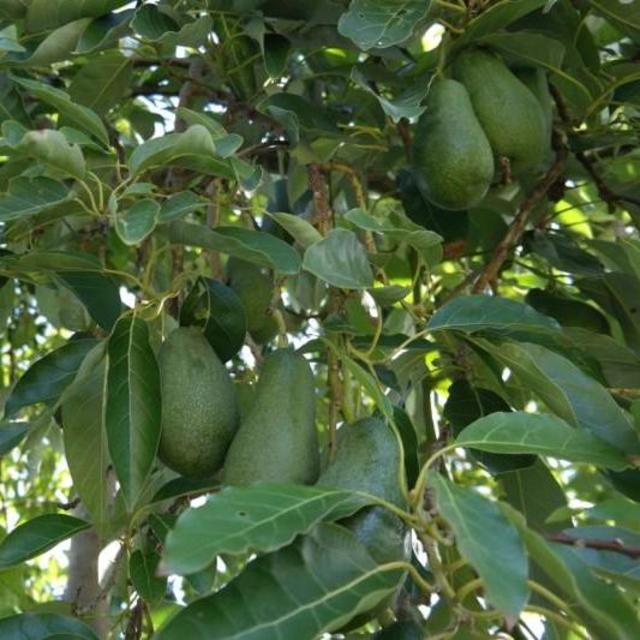 Avocado Tree ‘Fuerte’ 15 Gallon