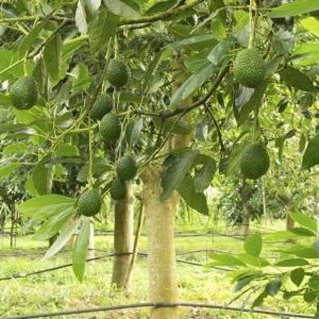 Avocado Tree ‘Hass’ 15 Gallon
