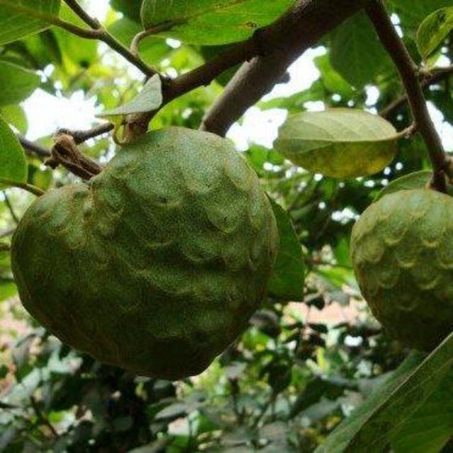 Cherimoya Tree ‘Honeyheart’ 15 Gallon