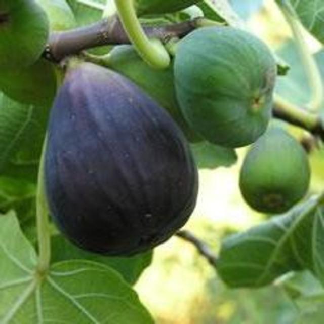 Fig Tree ‘Black Mission’ 15 Gallon