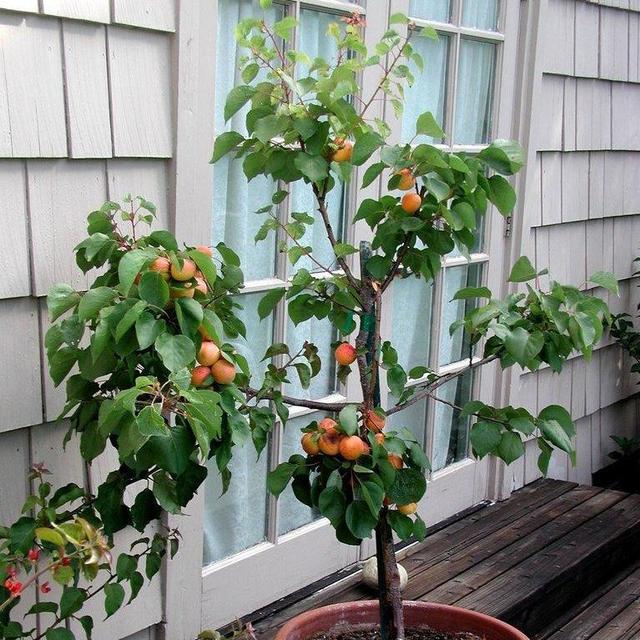 Nectarine Tree ‘Goldmine’ 15 Gallon