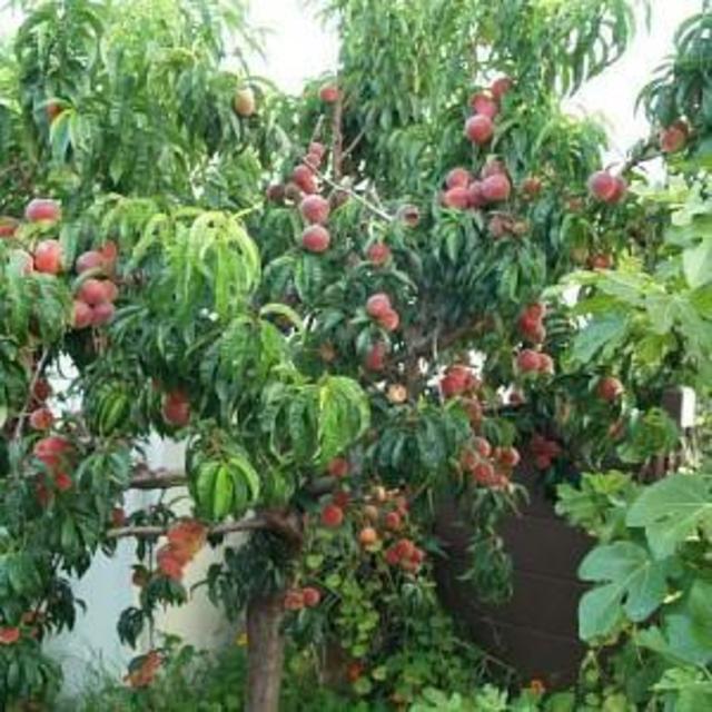 Peach Tree ‘Babcock’ 15 Gallon