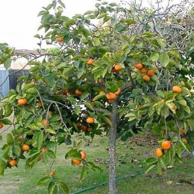Persimmon Tree ‘Fuyu’