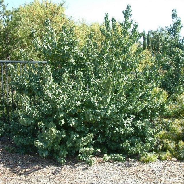 Prunus illicifolia ‘lyoni’ (Catalina Cherry for Hedging) 5 Gallon