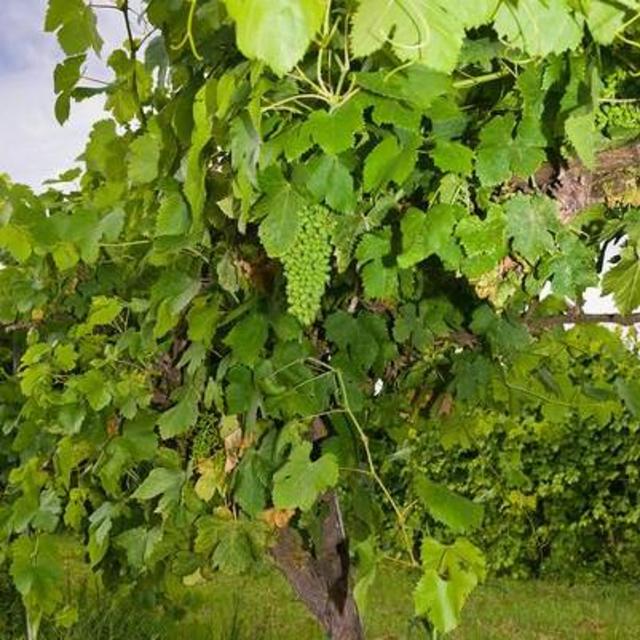 Vitis vinifera ‘Thompson Seedless’ Grape 5 Gallon