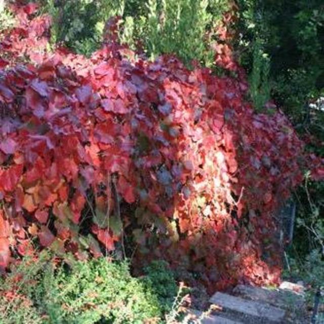 Vitis californica ‘Roger’s Red’ Grape 5 Gallon
