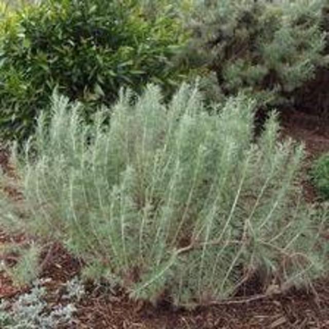 Artemisia californica (California Sagebrush) 1 Gallon