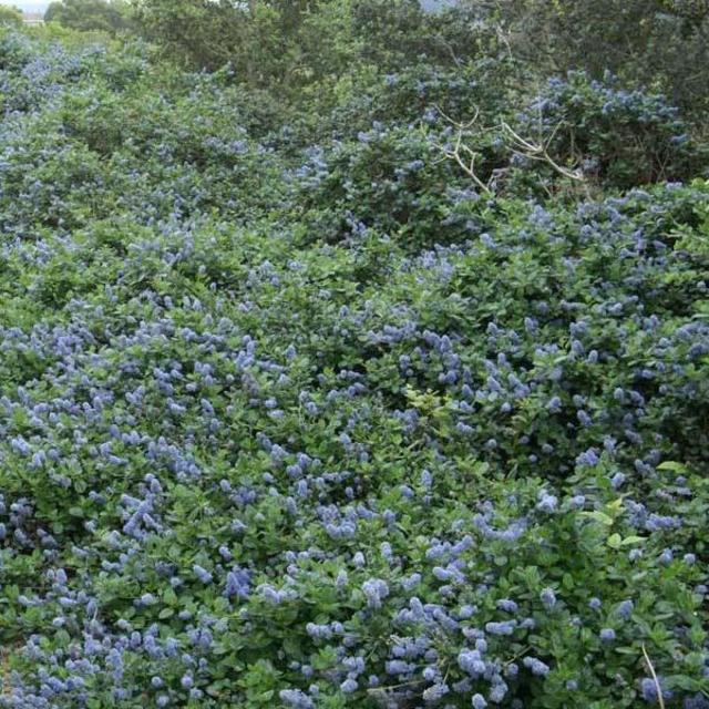 Ceanothus ‘Yankee Point' 1 Gallon