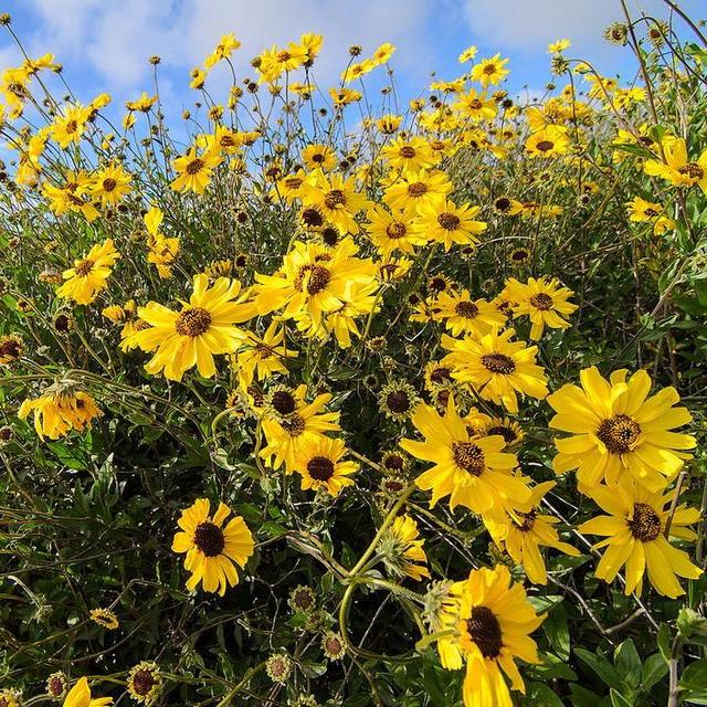 Encelia californica (California Brittlebush) 1 Gallon