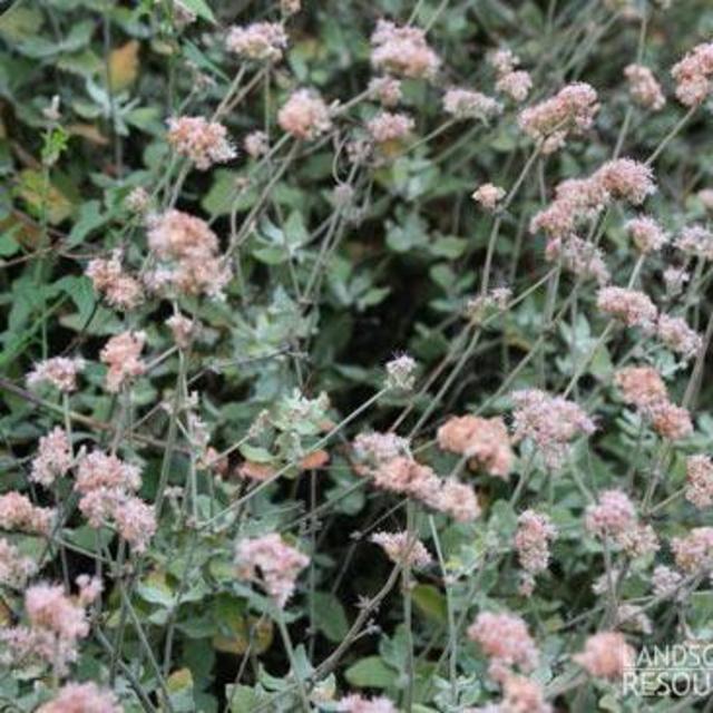 Eriogonum cinereum Ashyleaf Buckwheat 1 Gallon