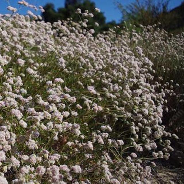 Eriogonum fasciculatum California Buckwheat 1 Gallon