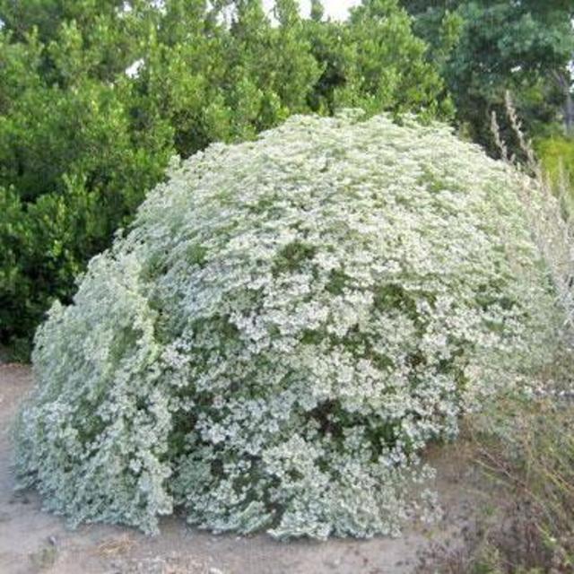 Eriogonum giganteum St. Catherine's Lace 1 Gallon
