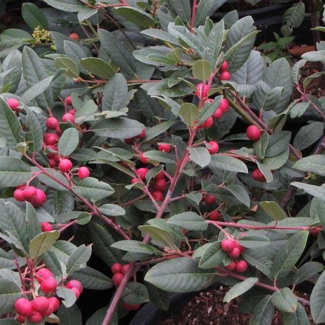 Rhamnus californica ‘Eve Case’ (California Coffeeberry) 1 Gallon