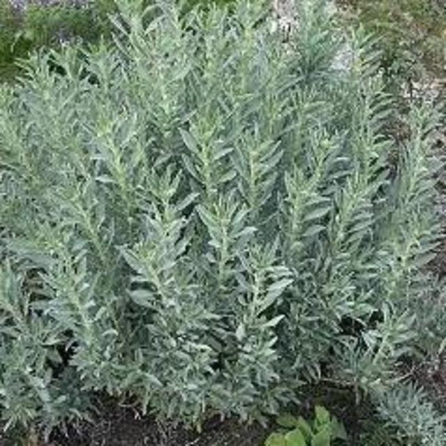 Salvia apiana (White sage) 1 Gallon